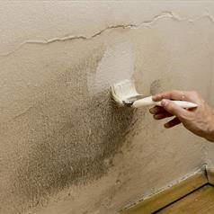 Anti-Mould Paints